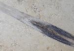 Hibolithes sp. (MONTFORT 1808) - Bild &copy; FossNet FossilienStore
